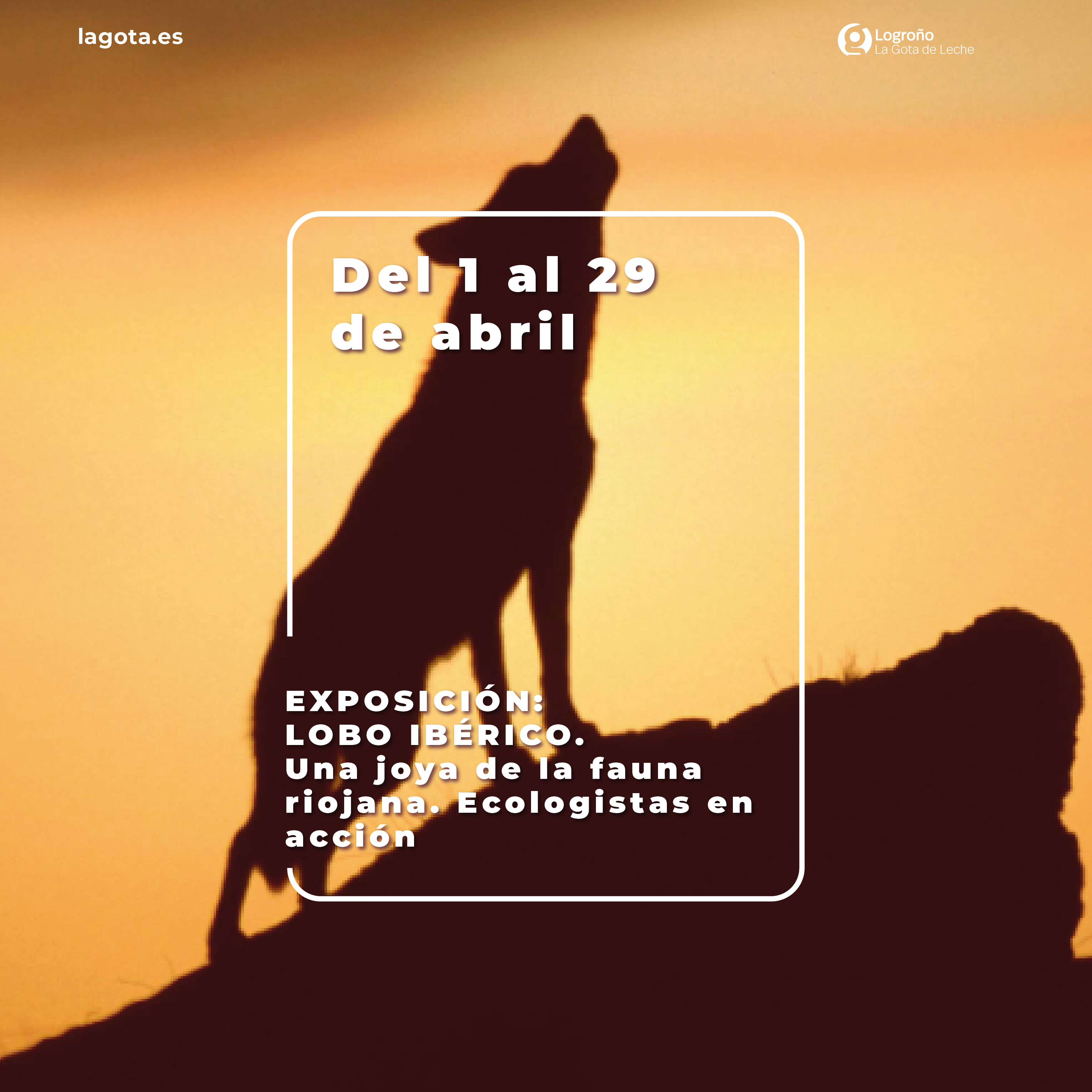 Exposición: Lobo Ibérico: